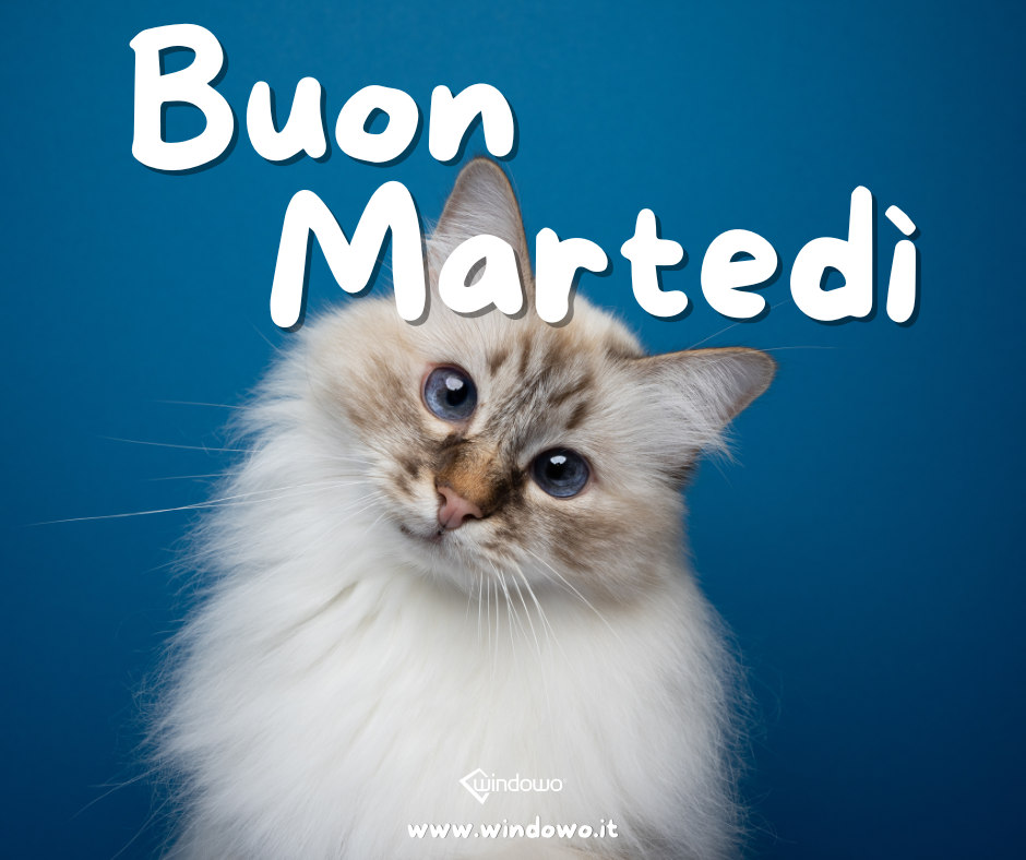 immagini buon martedi gatto