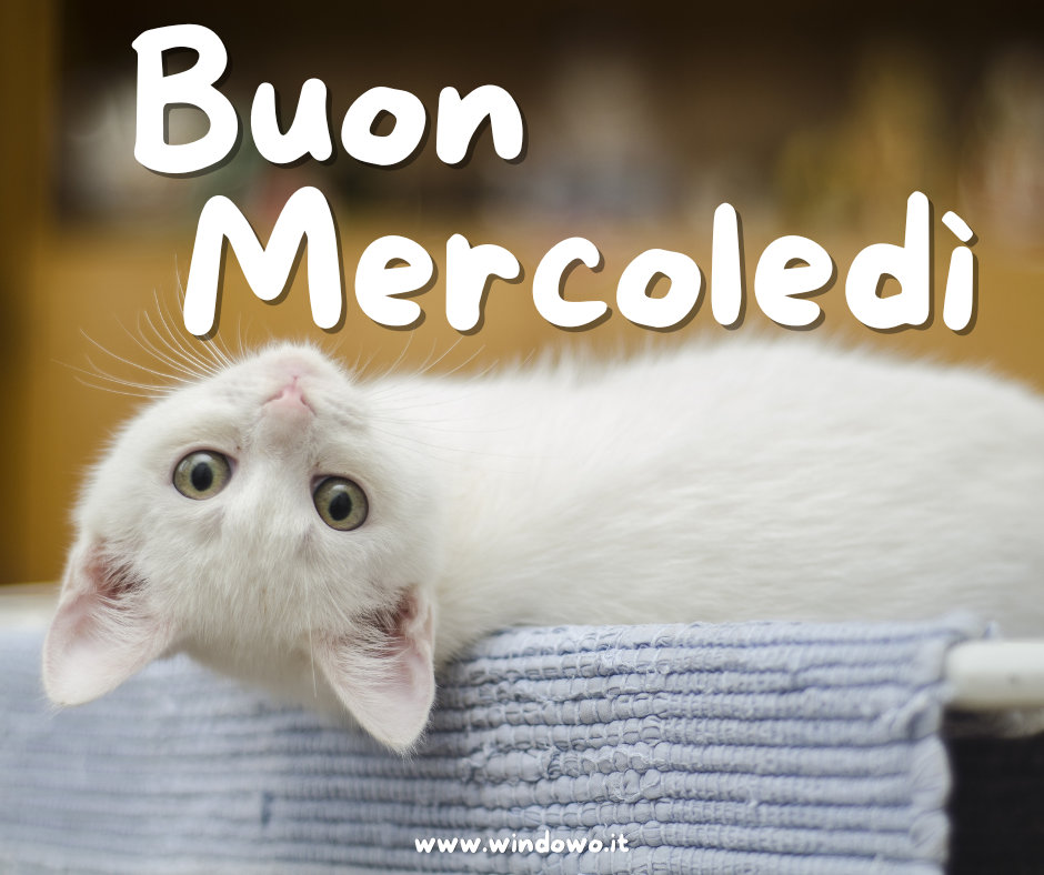 immagini buon mercoledì gatto