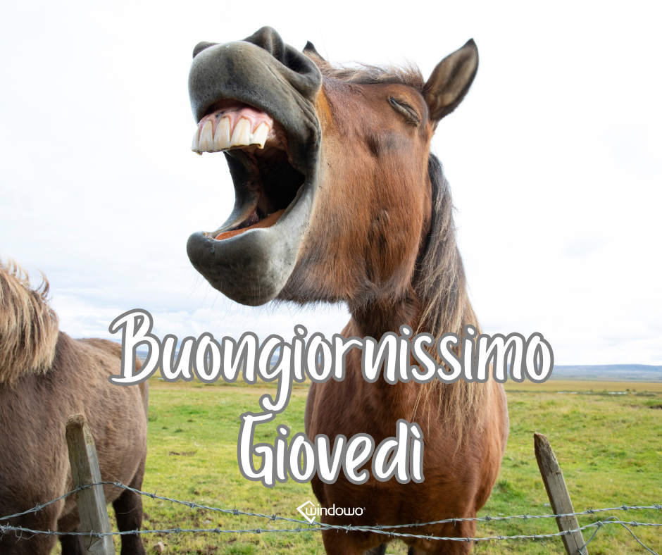 buongiornissimo giovedì immagine cavallo